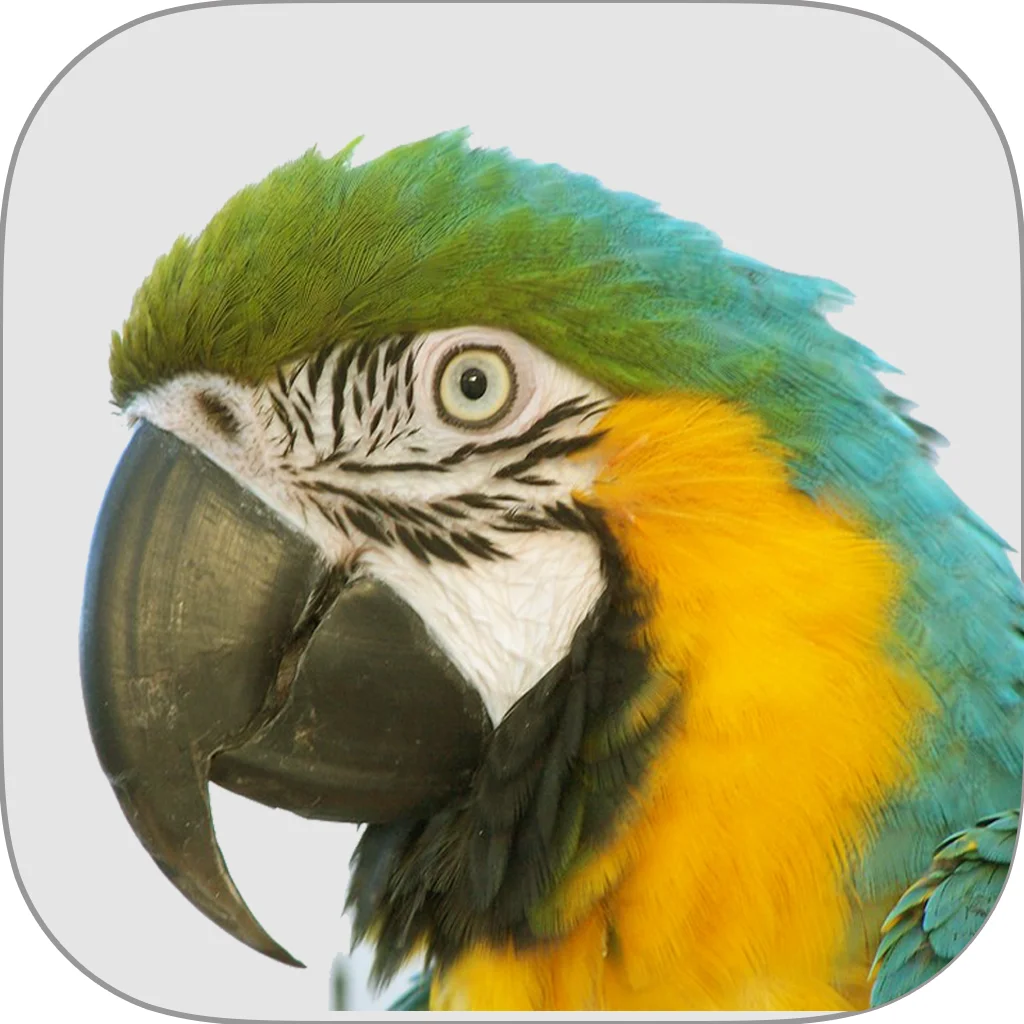 Macaw logo